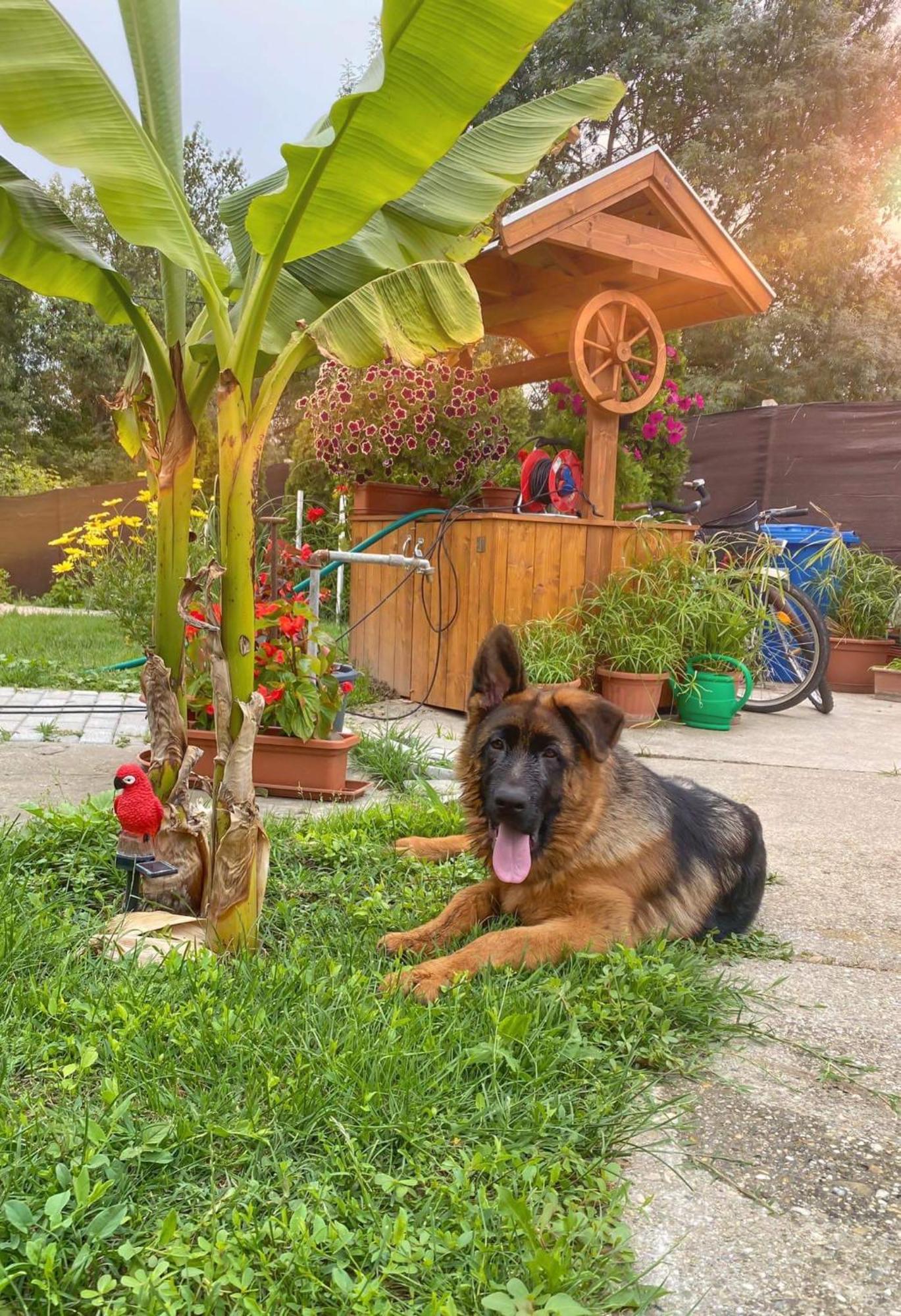 Arany Vendeghaz Villa Szarvas Ngoại thất bức ảnh